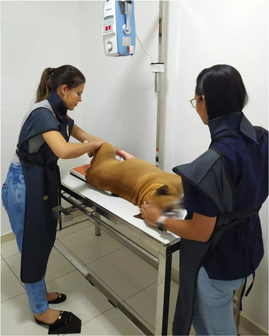 Exame radiográfico em cão na Gama Diagnóstica