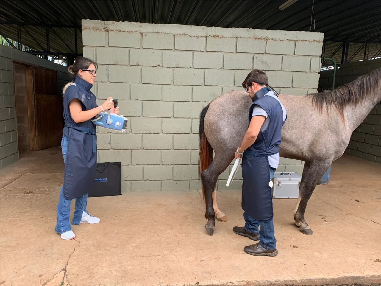 Raio-x veterinário em cavalo