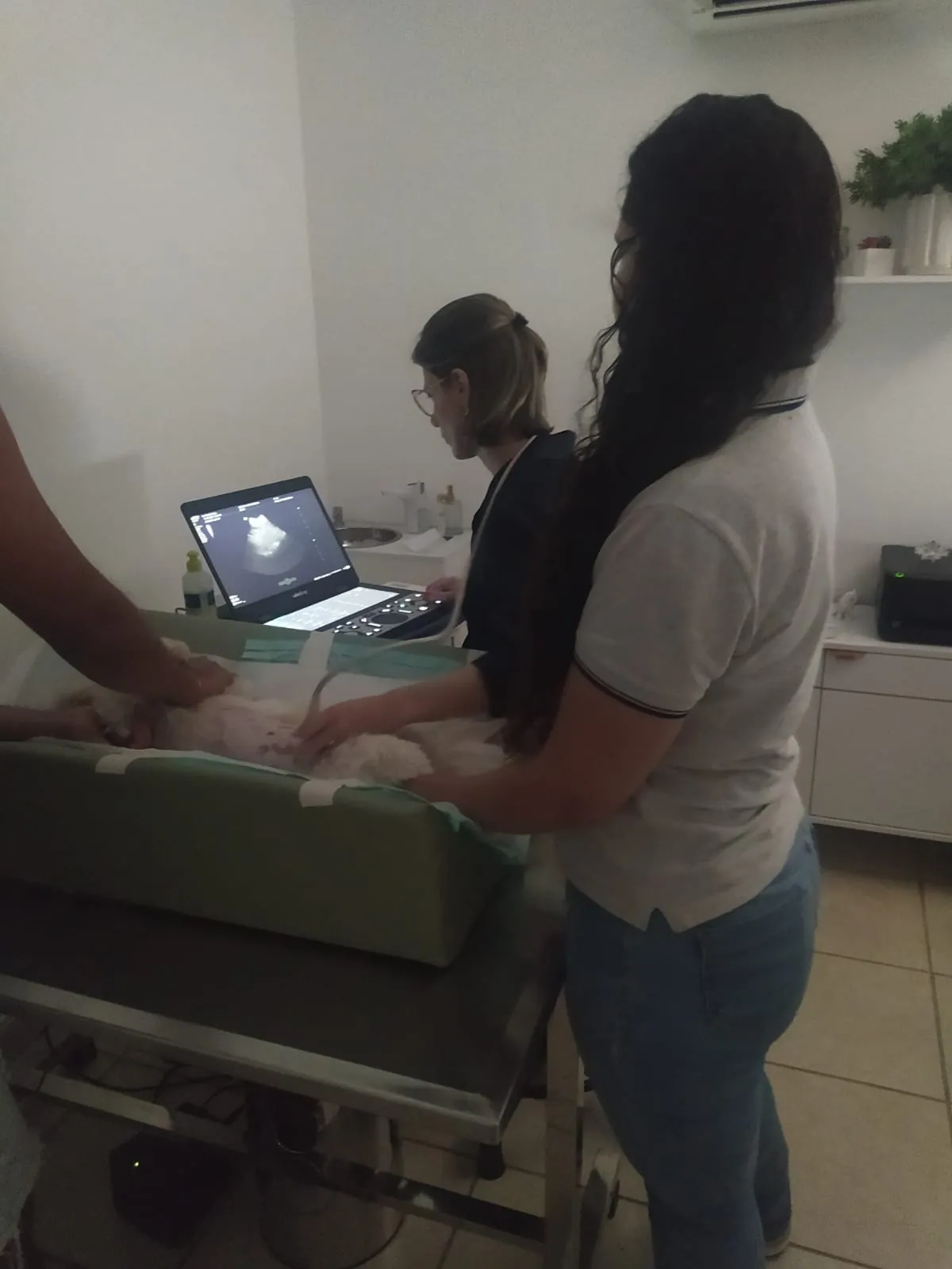 Exame de ultrassom veterinário na Gama Diagnóstica